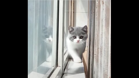 AWESOME PAWS AT PLAY||FUNNY CATS PLAY WITH FUN