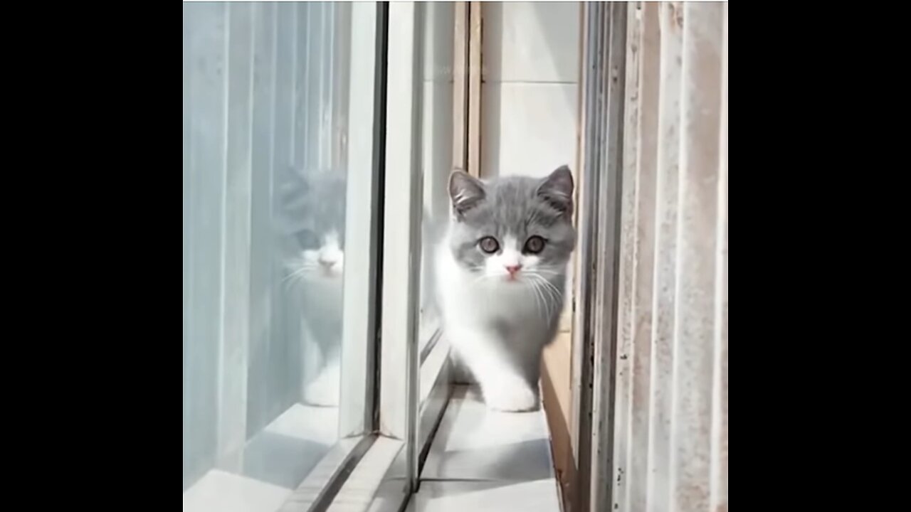 AWESOME PAWS AT PLAY||FUNNY CATS PLAY WITH FUN
