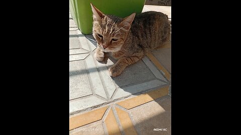 گربه های بازیگوش