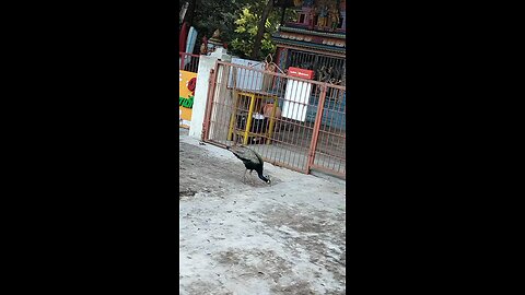 peacock