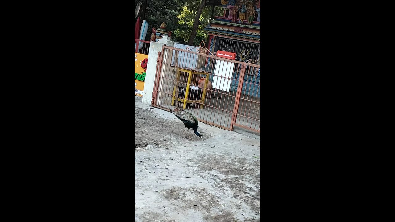 peacock