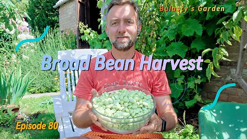Summer Garden Harvest! Broad Beans & More | Daily Garden Chores