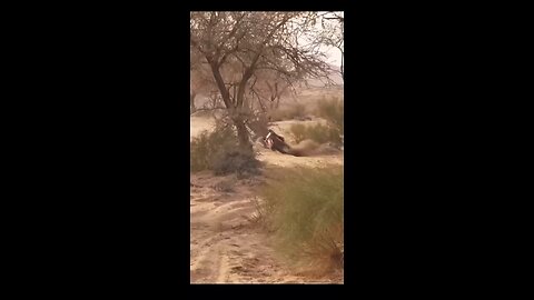 Dakar 2016 Unfortunate Motorcycle Crash Rally #dakar #motorsport #autoracing #crash #motorcycle