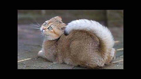 SUPER FUNNY ANIMALS! - Try not to LAUGH or SMILE, IMPOSSIBLE!