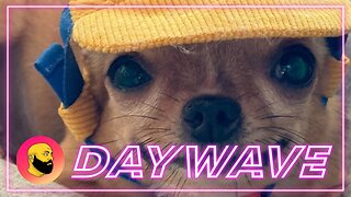 Episode 1635: Lift Heavy, And Pet Dogs!
