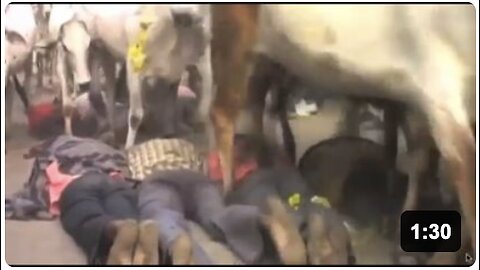Indian Cow Trample Ritual - viewer discretion advised -