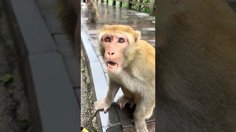A cute monkey with a cute face asking for bread