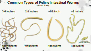 Doctors did Deworming before Pharma took over