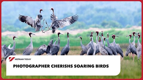 Photographer cherishes soaring birds | Vietnam Today