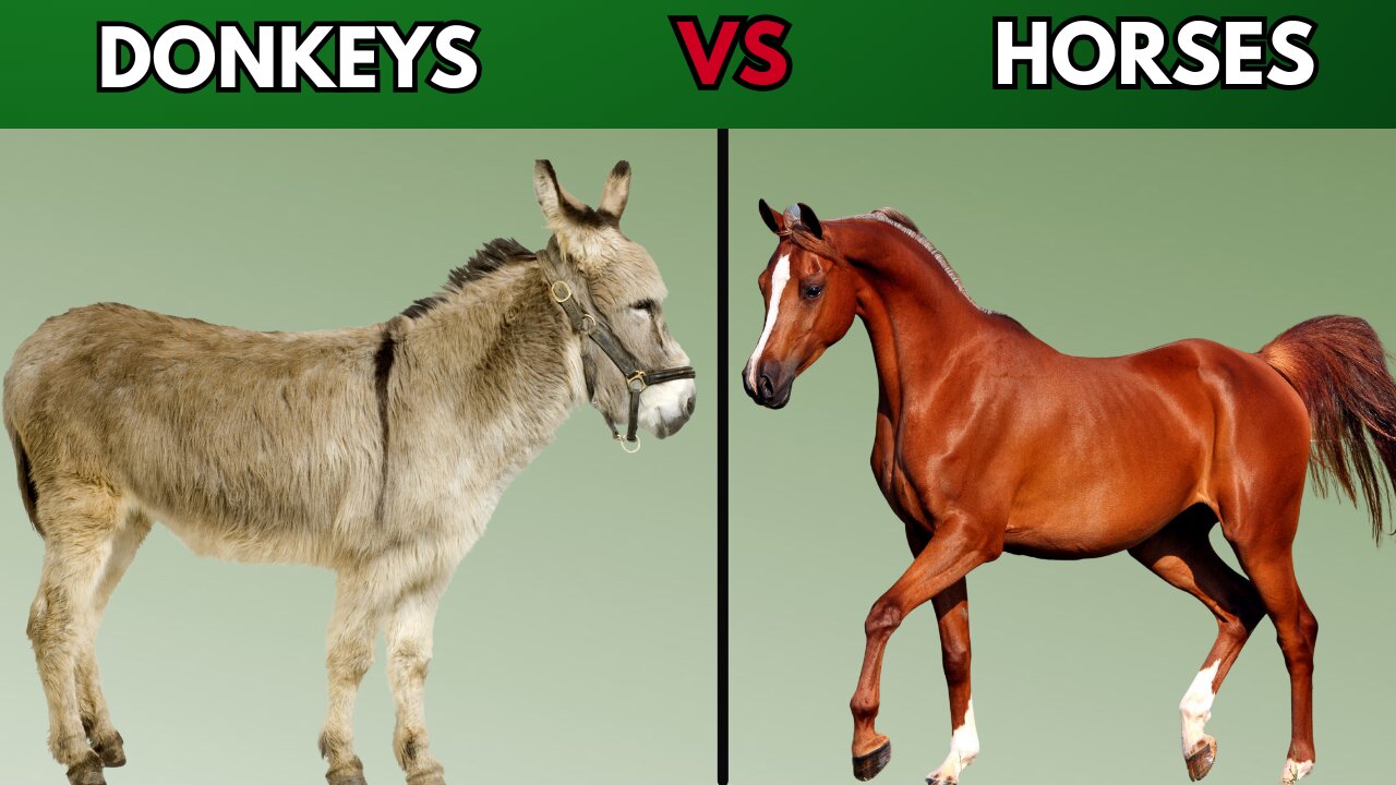 What Is The Difference Between Donkeys And Horses?