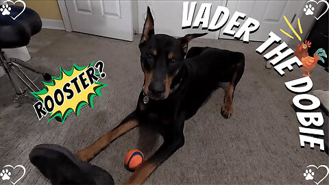 Doberman HatCam Madness Part 1: Vader’s Slobbery Ball Battles! 🐶🎥