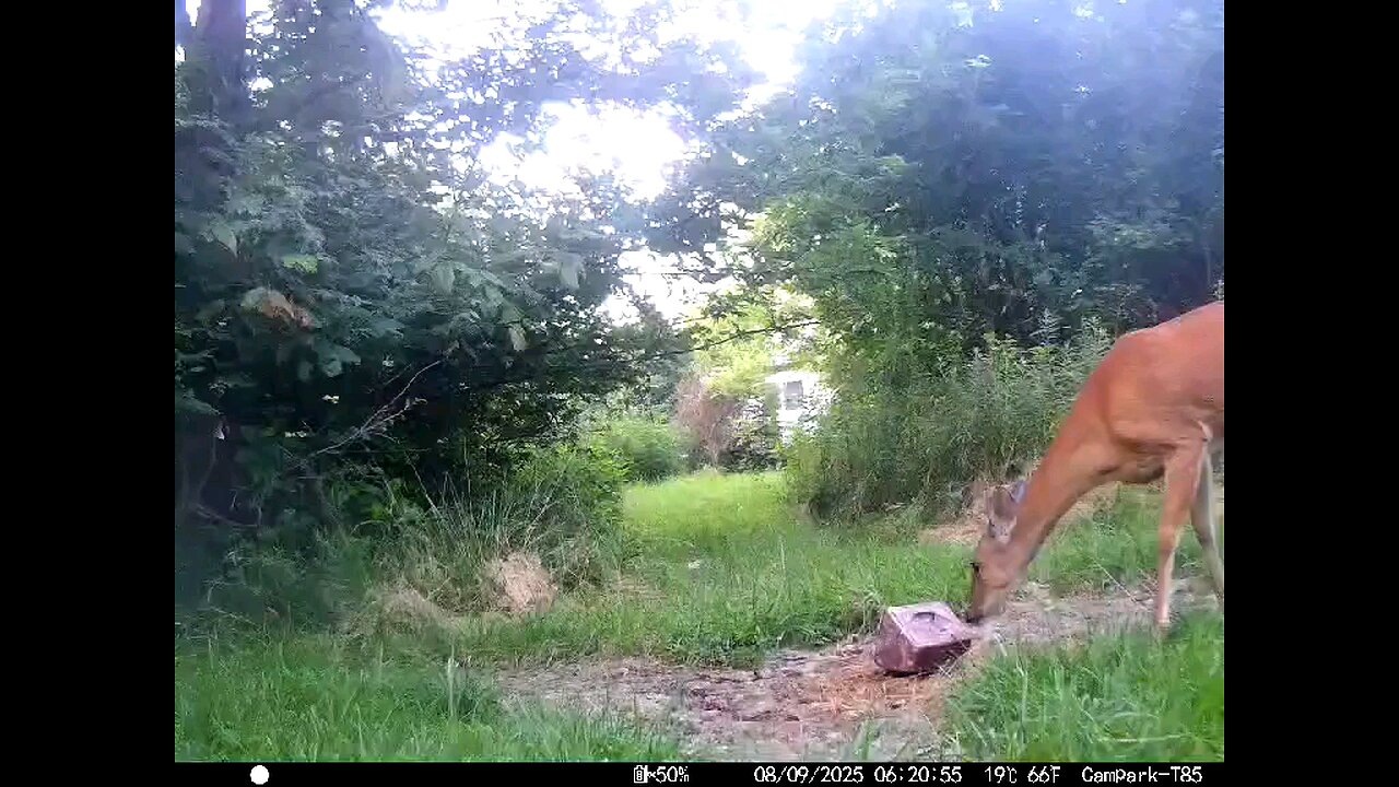 Deer Cam 08-09-2025 Does And Fawn Game Cam Trail Cam
