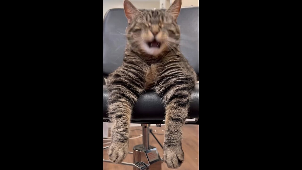 Sad kitty cat