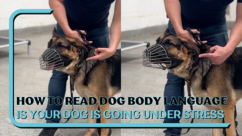 How To Read Dog Body Language | Is Your Dog Going Under Stress, Positional Awareness, Human Reactive