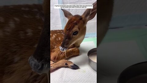The deer bullied her baby and the men saved him