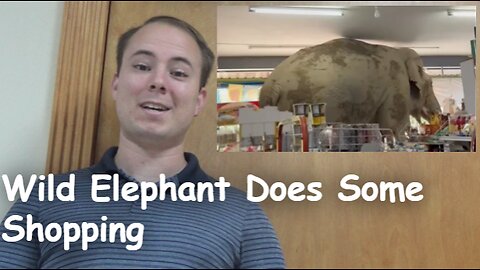Wild Elephant Does Some Shopping