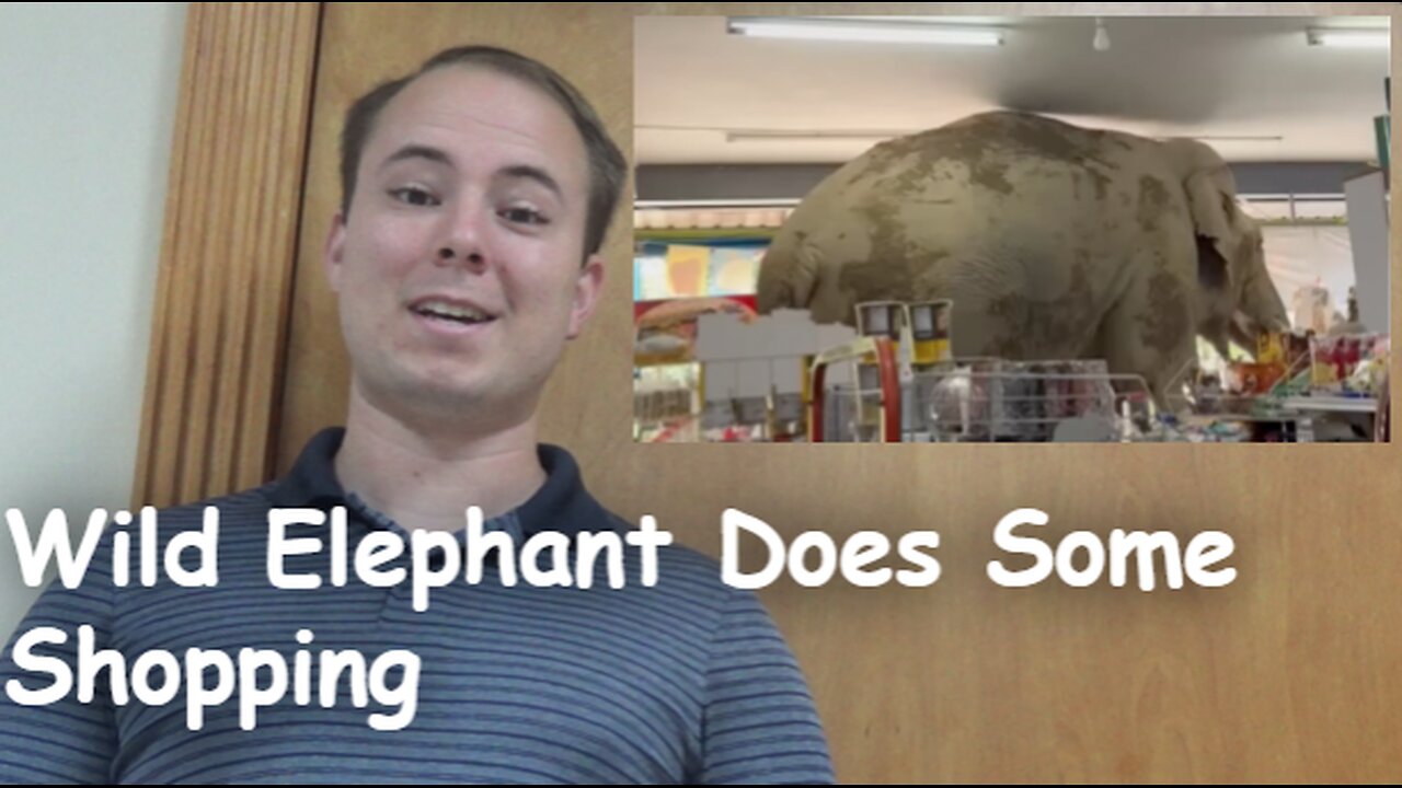 Wild Elephant Does Some Shopping