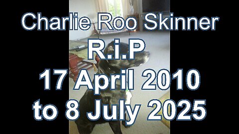 Tribute to Charlie Roo Skinner (Kelpie-BorderCollie Cross) family dog