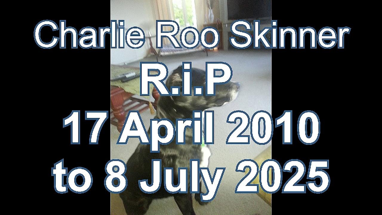 Tribute to Charlie Roo Skinner (Kelpie-BorderCollie Cross) family dog