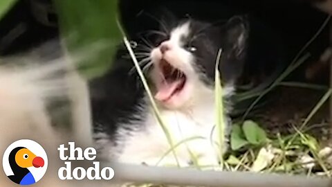 Tiny Hissing Stray Kitten Becomes Best Friends With A Huge Dog | The Dodo