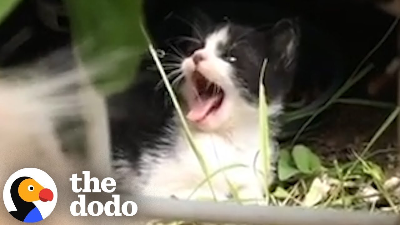 Tiny Hissing Stray Kitten Becomes Best Friends With A Huge Dog | The Dodo