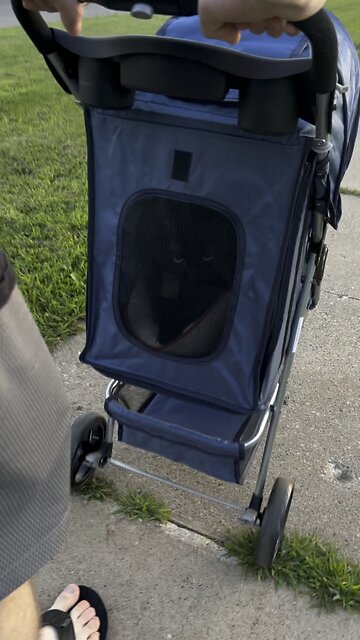 Not all house cats are the same.