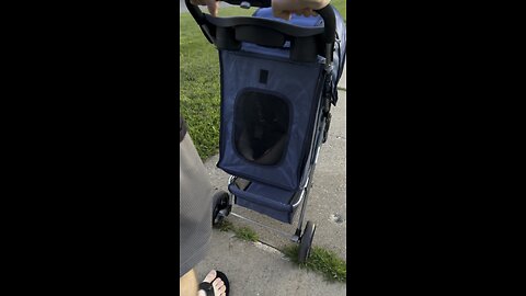 Not all house cats are the same.