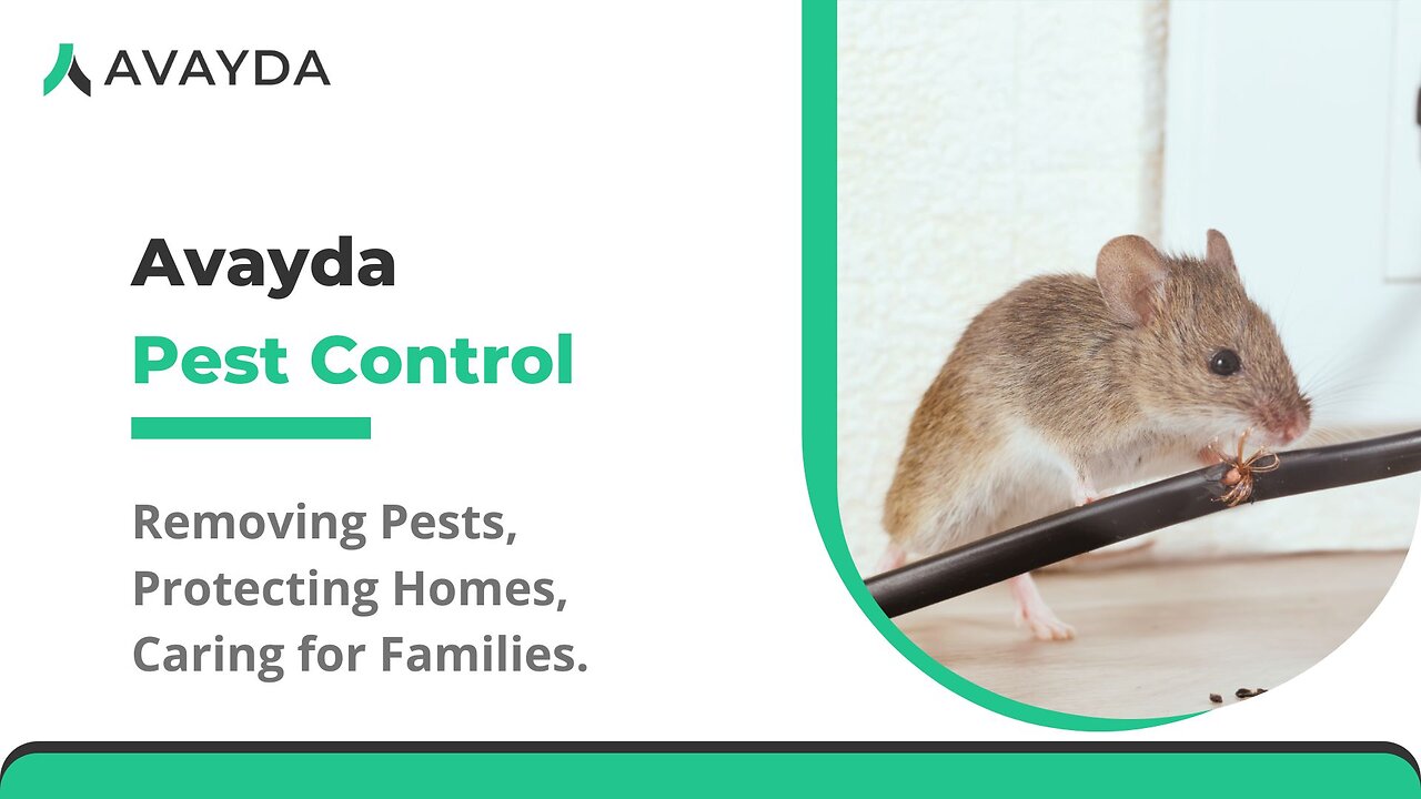 Keep Toronto Residences Safe with Eco-Friendly Pest Care by Avayda