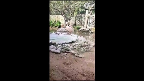 satisfying Video