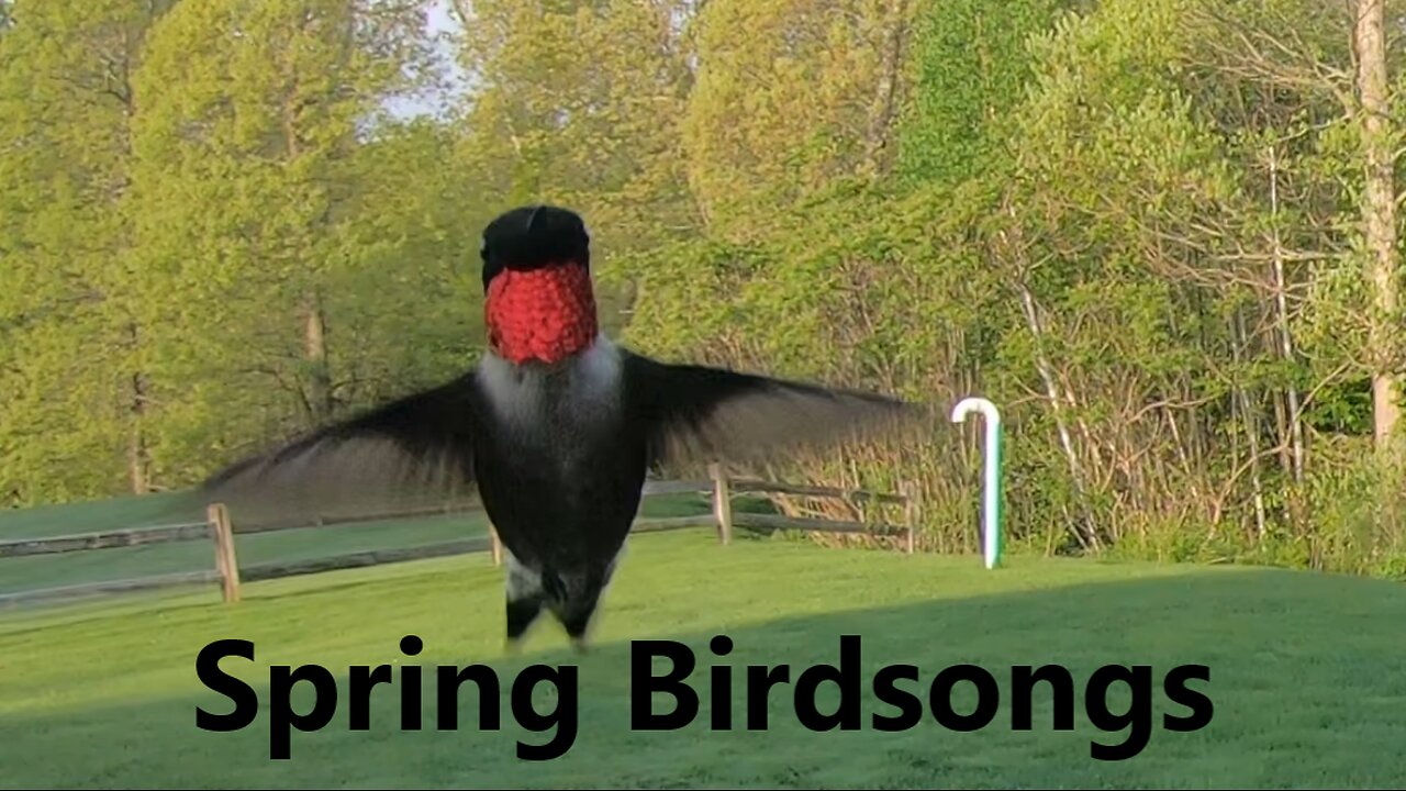 Spring Birdsongs Southern New Hampshire
