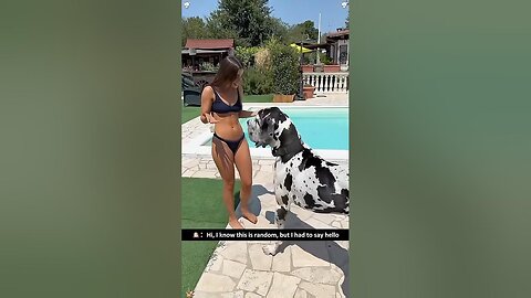 Funny Great Dane 🐶🤣🥰🤪