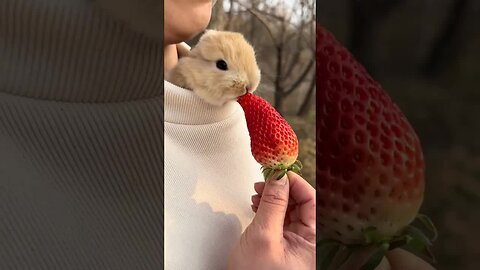 Little rabbit crawls into his clothes and eats strawberries. Cute pet debut plan. Rabbit. Pastor