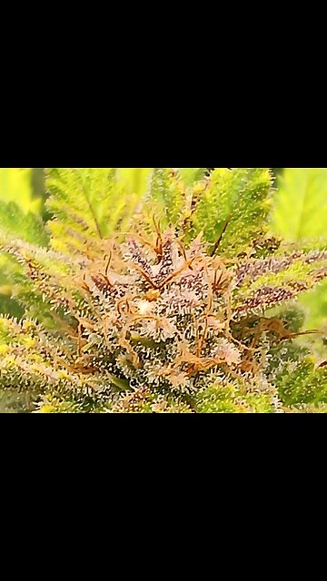 Wedding cheesecake week 17 day 3