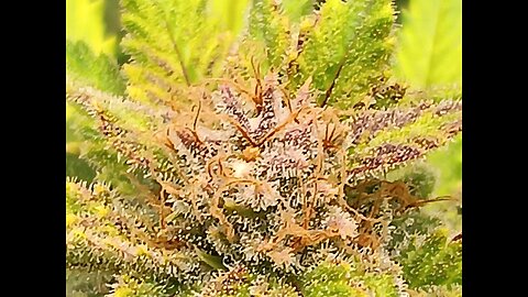 Wedding cheesecake week 17 day 3