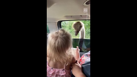 Child playing with an ostrich😄🫢😜