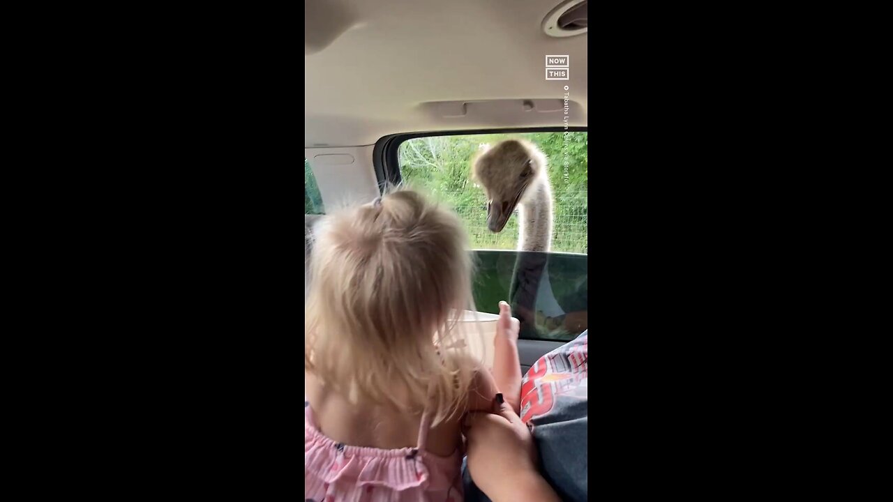 Child playing with an ostrich😄🫢😜