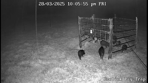 Pig trapping