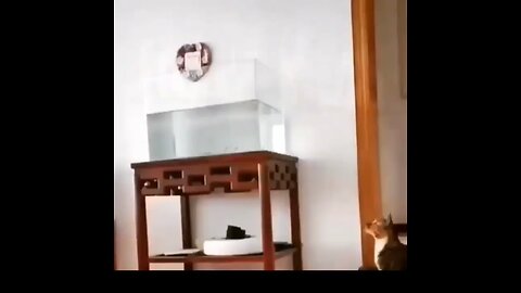 funny animals 🤣