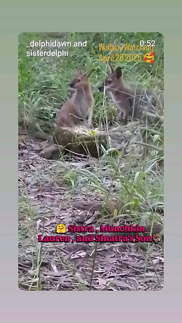 🦘🥰Sistra, Munchkin Lauren and Sinatra's Son 🦃💚🤗❤️🙏