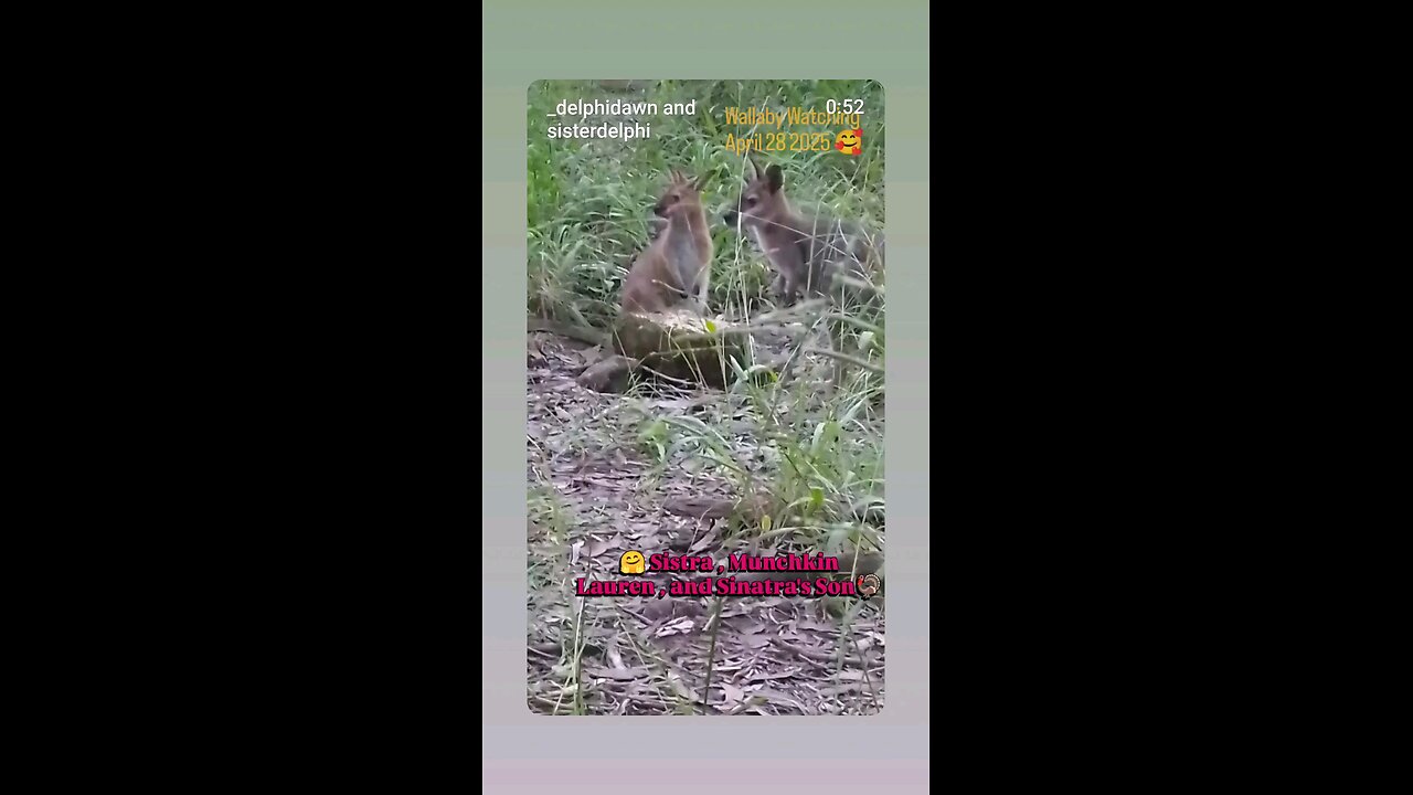 🦘🥰Sistra, Munchkin Lauren and Sinatra's Son 🦃💚🤗❤️🙏