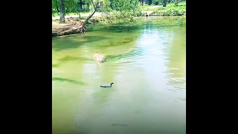 ninja duck