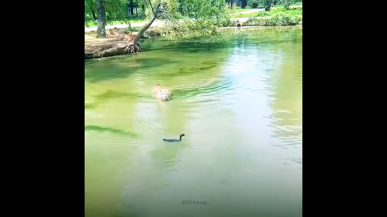 ninja duck