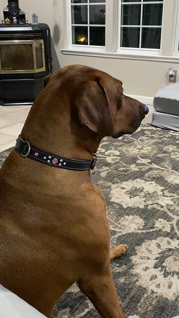 Dog watches cat on tv