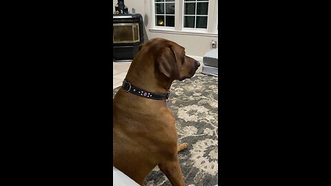 Dog watches cat on tv