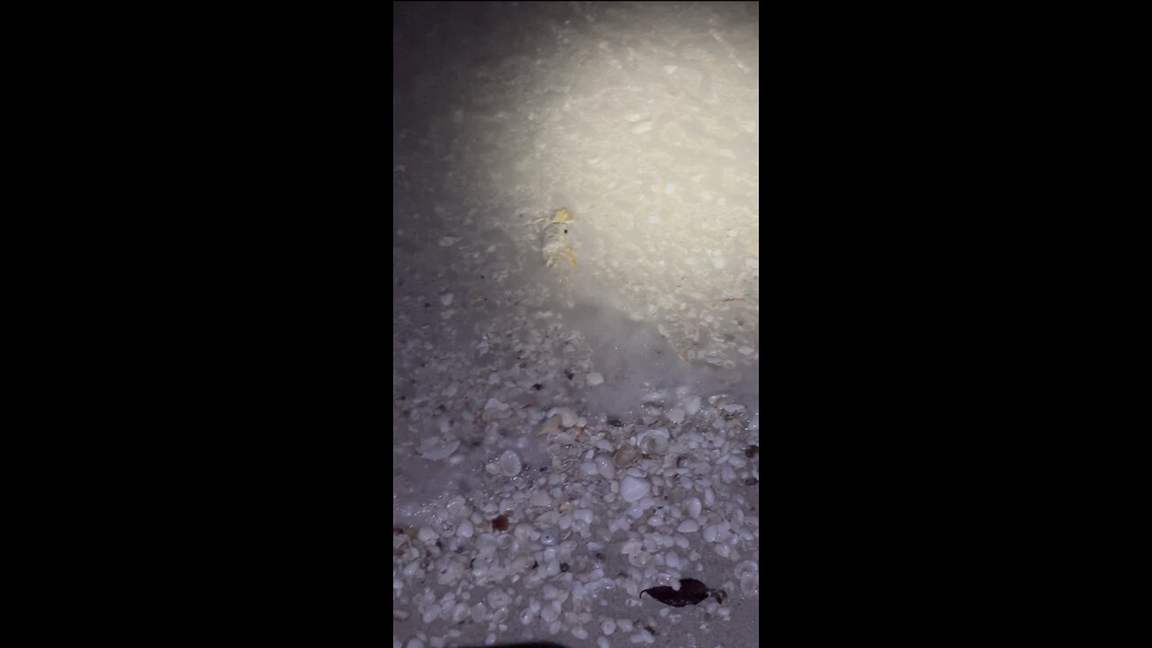 Ghost Crab Night Beach Crew! | 4K