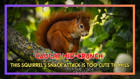 Caught Mid-Crunch: This Squirrel’s Snack Attack Is Too Cute to Miss