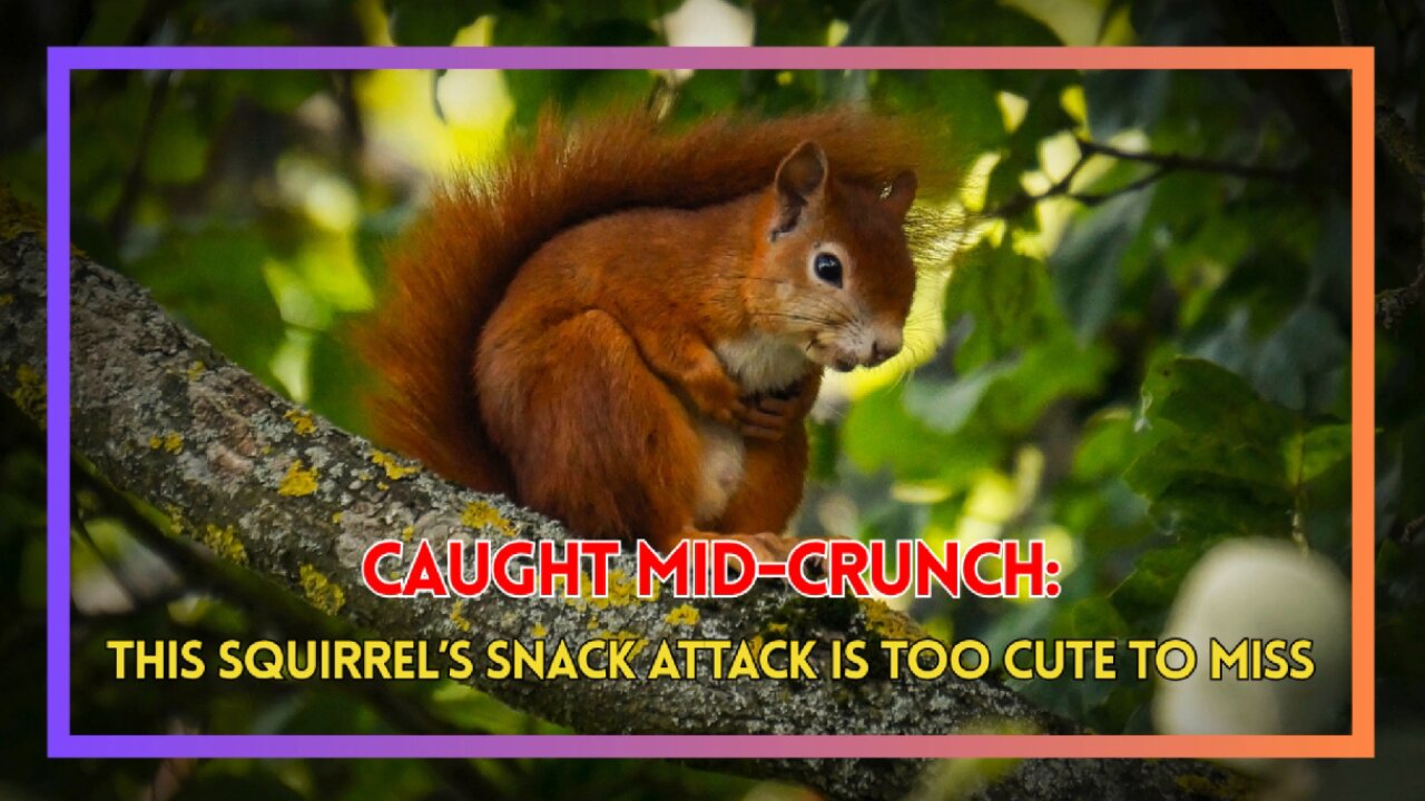 Caught Mid-Crunch: This Squirrel’s Snack Attack Is Too Cute to Miss