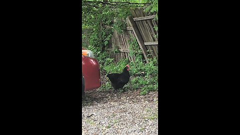 pet chicken