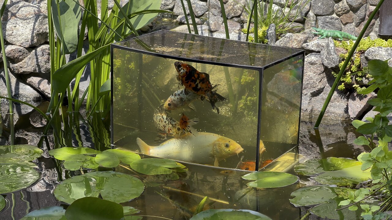 Fish in the sky