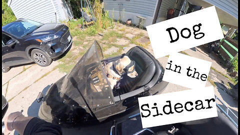 Service Dog in the Sidecar